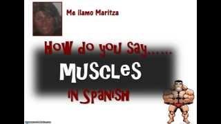 How Do You Say Muscles In Spanish