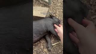This is the best era of the piglets so far!! #pigs #farmlife #piggy