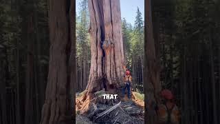 Oldest Tree Was Cut #facts #tree