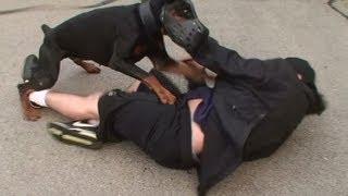 Doberman Attack Training (K9-1.com)