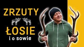 Zrzuty - Jak odpadają?  Łosie - Ile ich jest i jak się zachować  + Sowa - Napisy   - o Lesie #48