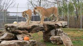 Sounds of the Sanctuary: Hear the Animals of Turpentine Creek Wildlife Refuge