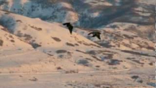 Eagles of Farmington Bay