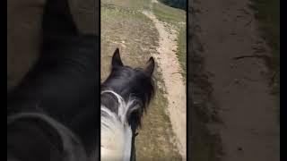 SPEEDY GIRLYYYY#lemieux #horse #equestrian #riding #pony #horseriding