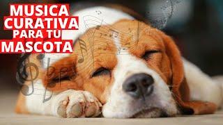  Música Clásica para Perros y Gatos Enfermos - Musica Relajante Sonidos Curativos 