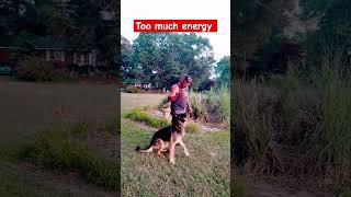 Energetic Germanshepherd #shorts