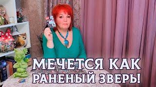 МЫСЛЬ СВЕРБИТ В ГОЛОВЕ И НЕ ДАЕТ ПОКОЯ! МЕЧЕТСЯ, КАК РАНЕНЫЙ ЗВЕРЬ!