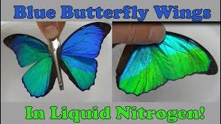 Blue Butterfly Wings in Liquid Nitrogen