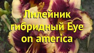 Лилейник гибридный Ай он Америка. Краткий обзор, описание характеристик hemerocallis Eye on america