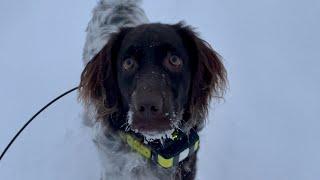 Kleiner Munsterlander in snow