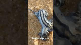 Glaucus Atlanticus, Blue Dragon: The Ocean's Most Beautiful Killer!  #animals  #blue #bad #asmr