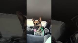 Majesty Freedom Ride from Hesperia Animal Shelter - Ace of Hearts Dog Rescue
