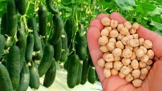 PUTTING PEA UNDER CUCUMBERS, Harvest Vlupil Like Mad Rush Without Stop! Grows in tons!