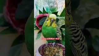 #潮流生活优等生#年轻人养宠图鉴 #cutebirds #parrot