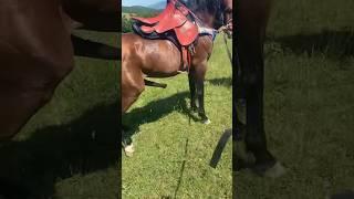 @summani5260  yedek hesabım ️#At sesi hıtçın atlar#türkiyem #atlar #at #ccc #horse #atlivestream