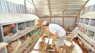 THE EGG COLLECTOR - Inside a Funny Organic Egg Farm