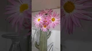 chrysanthemum  #gardening #explore #shorts sh