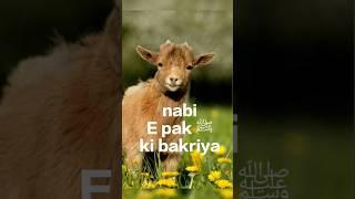 Nabi Pak ﷺKi Bakriya #youtubeshorts #shorts #goat #islamic #trending #yt #shortvideo  #muhammadﷺ