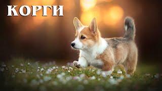 Corgi: A smart shepherd and a loyal assistant | Interesting facts about dog breeds