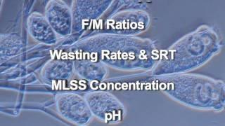 Wastewater Microbiology