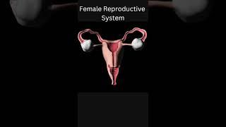 Female Reproductive System