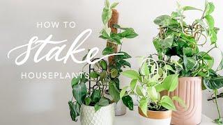 HOW I STAKE MY HOUSEPLANTS | Providing growth support on vining plants with trellis and coco poles