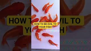 Best way to tease your fish #aquariumhobby #fishkeepinghobby #goldfish