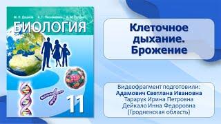 Тема 21. Клеточное дыхание. Брожение