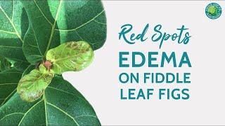 Red Spots Edema in Fiddle Leaf Fig Plants | Fiddle Leaf Fig Plant Resource Center