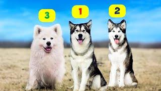 HUSKY TYPES - 10 TYPES OF HUSKIES