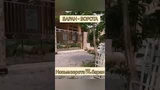 Баран и новые ворота!!! bayoun.ru #баран #ворота #приколы #животные