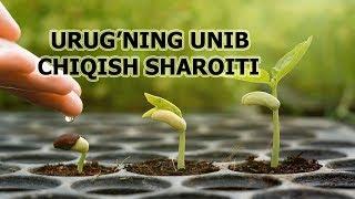 URUG'NING UNIB CHIQISH SHAROITI | УРУҒНИНГ УНИБ ЧИҚИШ ШAРОИТИ.