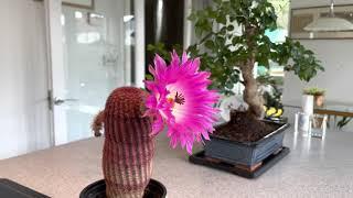 Rainbow Hedgehog cactus in flower 2021