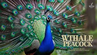Why Peacocks Are Nature’s Most Beautiful and Mysterious Birds | Wild Wonders TV