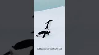 Peekaboo Penguins 30 Seconds of Antarctic Antics! #information #animals