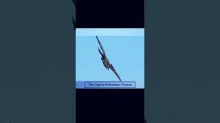 The Eagle's Relentless Pursuit