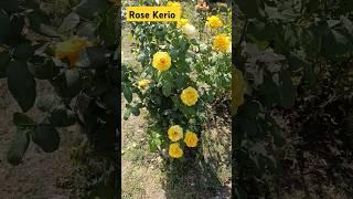 #rose Троянда Керіо, чайно-гібридна, 2002, Kerio, Lex+, Nithelands