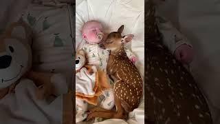 baby deer #deer #babydeer #shorts