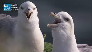 Meet the fulmars: the UK's mini albatrosses