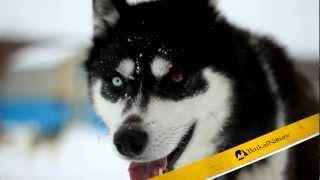 Kamchatka Dog Sledding Center - BaikalNature