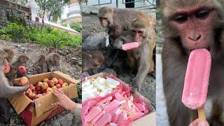 monkey eat ice-cream and apple || feeding street dogs