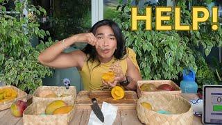 Eating as many Mangos in 30min