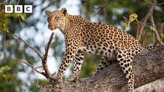 Starving leopard loses dinner to lions - BBC