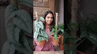 DIY Trellis to Decorate Plants