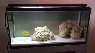 40 Gallon Saltwater Aquarium With Yellow Tang!