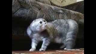 Angry and evil cats - Compilation 2013