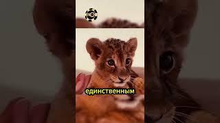 Ретривер заменил мать