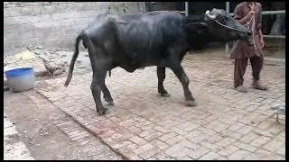 lamness in Buffalo#DD ramawat#viral