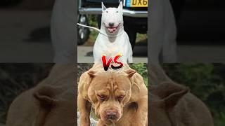 Bull terrier VS Pitbull VS Cone Corso