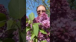 Когда спи…здила у соседа сирень #сирень#бузок#куст